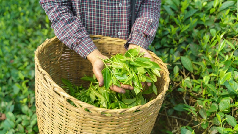 Green Tea Price in BD