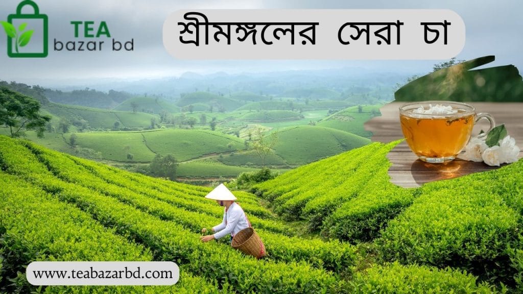 শ্রীমঙ্গলের সেরা চা