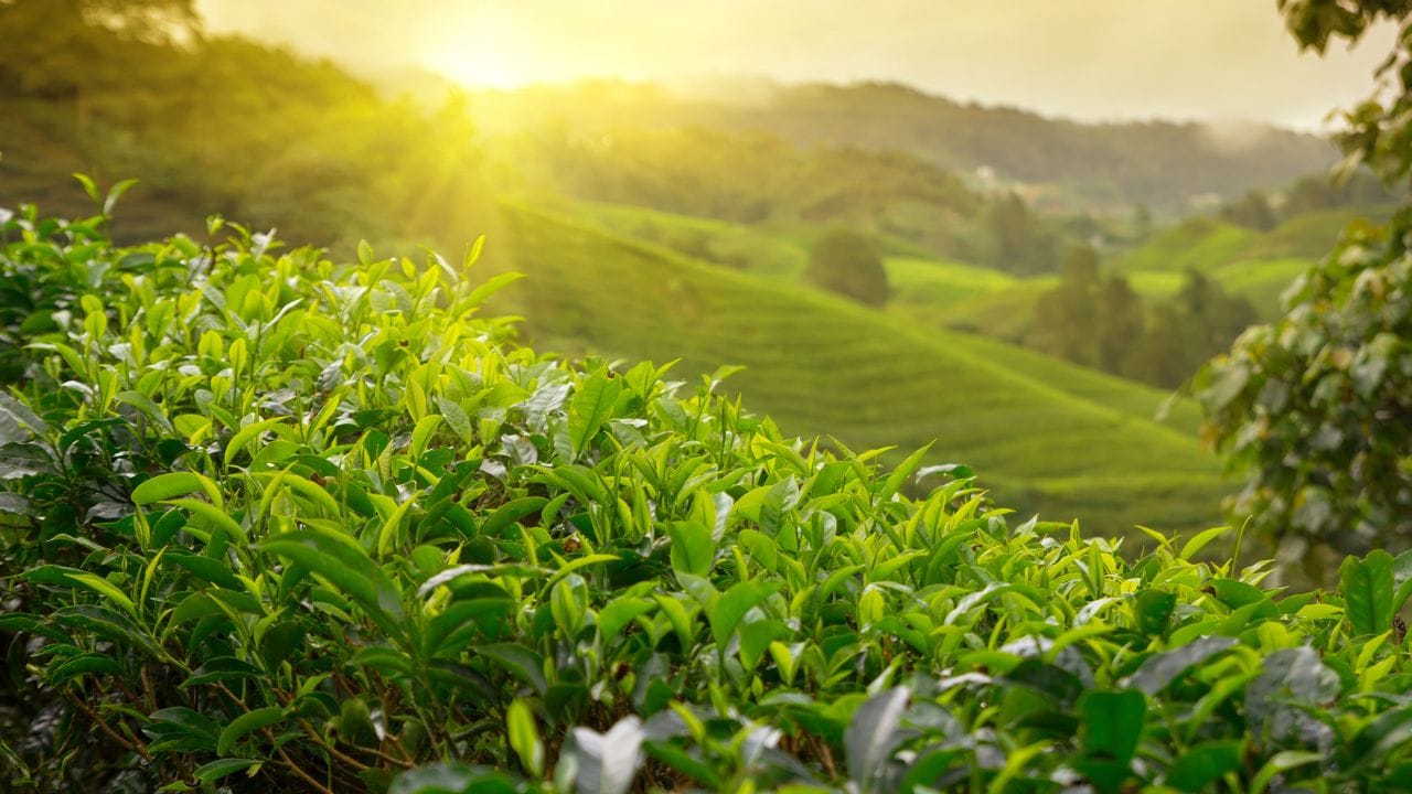 Savoring Sylhet's Specialty: The Quest for the Best Green TeaSavoring Sylhet's Specialty: The Quest for the Best Green Tea