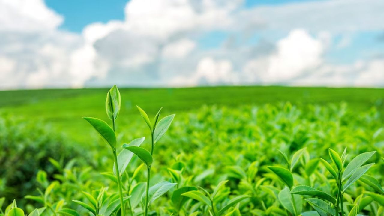 Green Delights: Navigating the World of Sylhet's Finest Green Tea