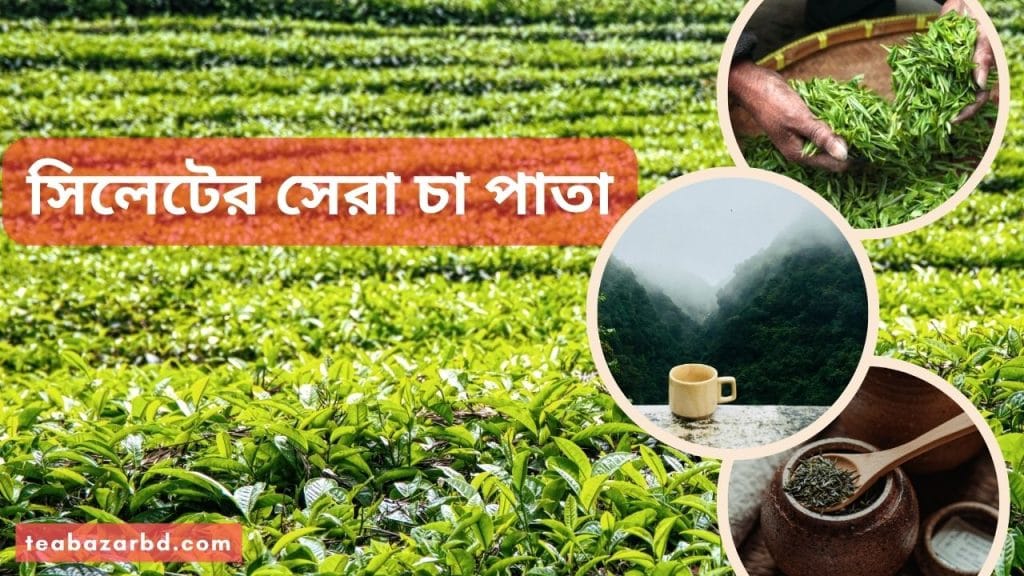 সিলেটের সেরা চা পাতা