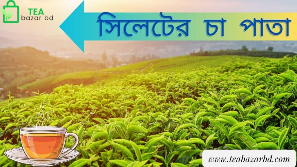 সিলেটের চা পাতা