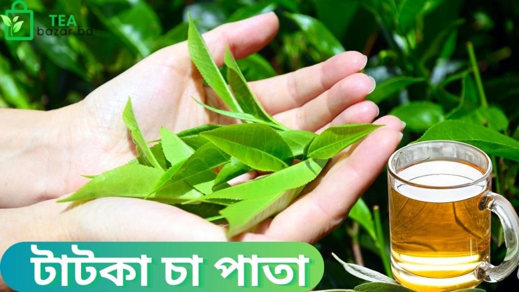টাটকা চা পাতা