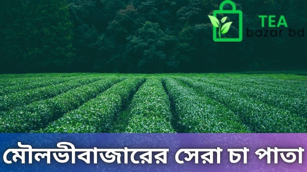 মৌলভীবাজারের সেরা চা পাতা
