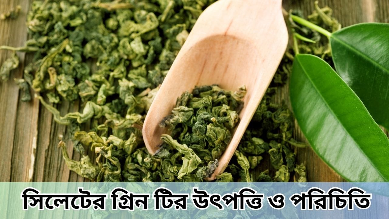 সিলেটের গ্রিন টির উৎপত্তি ও পরিচিতি