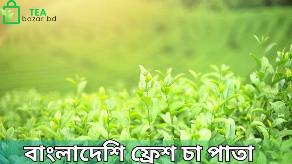 বাংলাদেশি ফ্রেশ চা পাতা