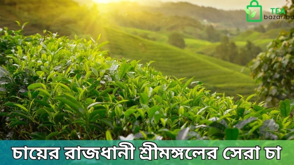 চায়ের রাজধানী শ্রীমঙ্গলের সেরা চা